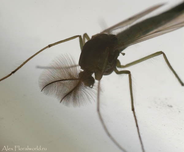 Комар-звонец
Ключевые слова: комар звонец фото макро