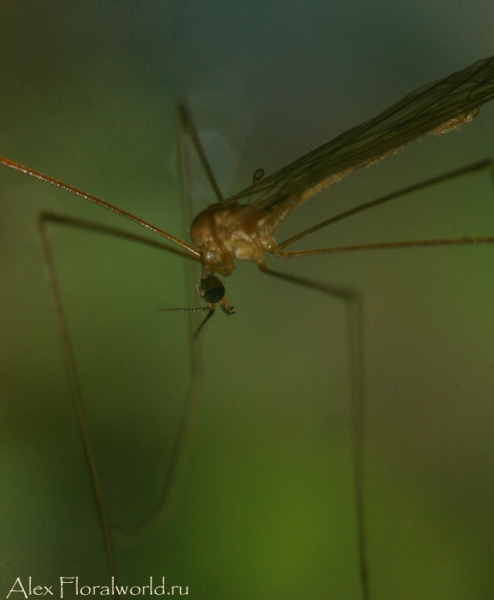 Какой-то комар
Ключевые слова: комар фото макро