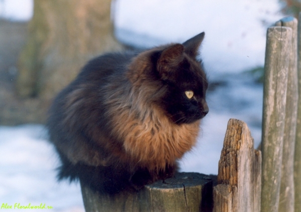 Кошка на заборе
Ключевые слова: кошка забор весна
