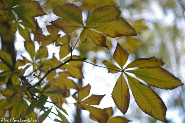Листья каштана
Ключевые слова: каштан лист листья осень