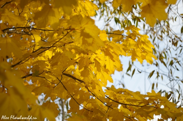 Листья клена
Ключевые слова: клен осень лист листва 