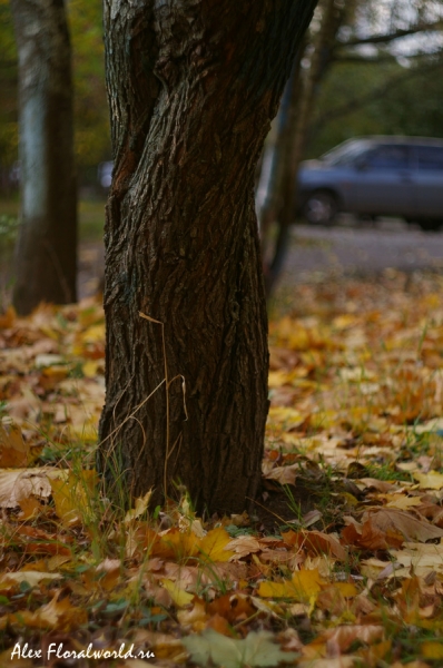 Листья клена на земле
Ключевые слова: лист листья клен осень