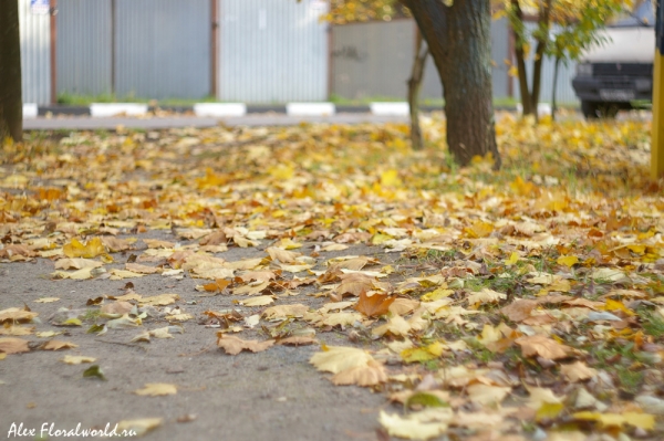 Листья клена на земле
Ключевые слова: клен листья осень