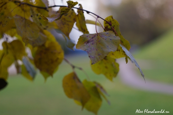 Липа, ветка с листьями осенью
Ключевые слова: липа листья листва осень