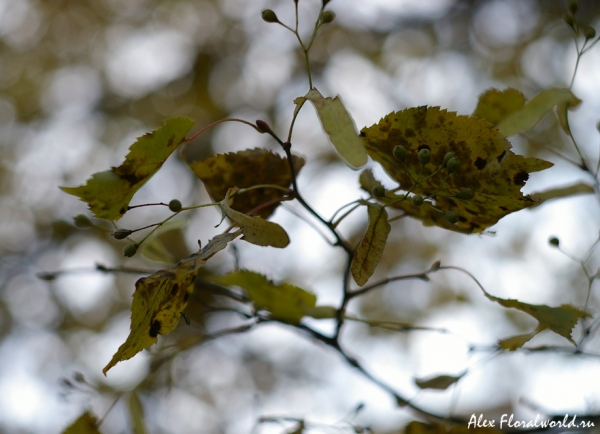 Липа, ветка с листьями и плодами осенью
Ключевые слова: липа ветка лист листья плоды осень