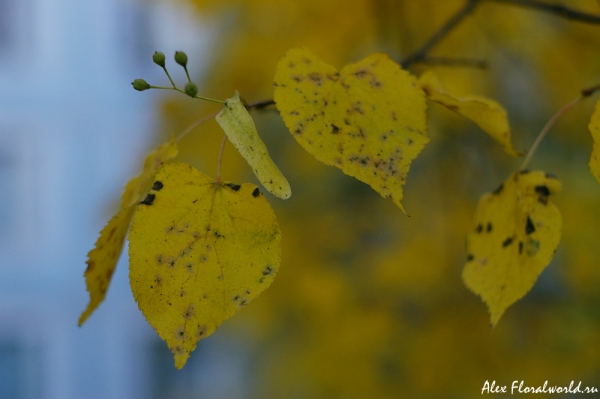 Липа Осенью Фото Листьев