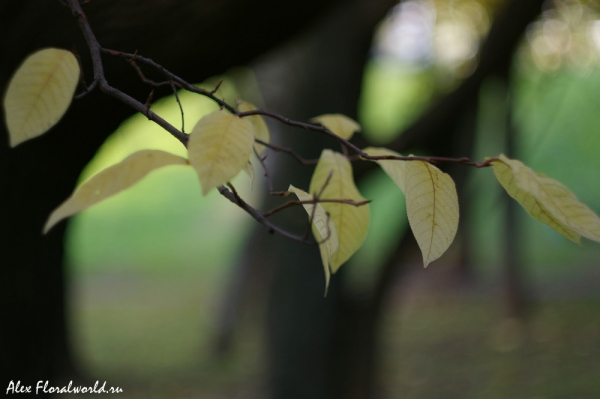 Осенний окрас (видимо) одного из видов ивы
Ключевые слова: лист ива осень