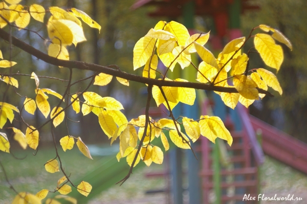 Осенний окрас (видимо) одного из видов ивы
Ключевые слова: ива осень лист листья