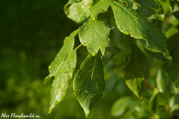 Листва сливы после дождя
Ключевые слова: лист листья слива дождь солнце