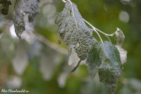 Серебристый тополь не спешит желтеть и облетать
Ключевые слова: тополь серебристый лист листва осень