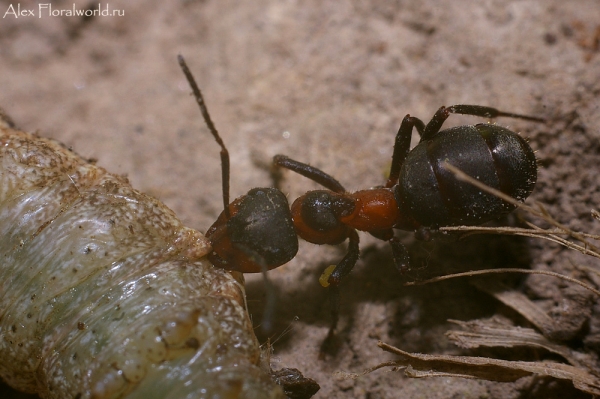 Муравей напал на гусеницу
Ключевые слова: муравей гусеница