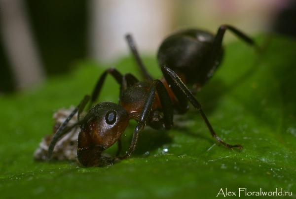 Муравей собирает падь
Ключевые слова: муравьи тля фото