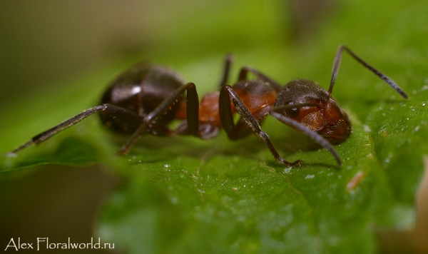 Муравей собирает падь
Ключевые слова: муравей фото макро
