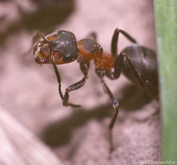 Муравей чистится
Ключевые слова: муравей фото макро