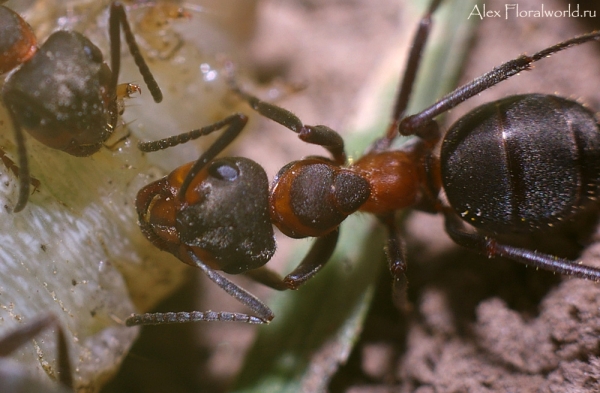 Муравьи напали на гусеницу
Ключевые слова: муравьи гусеница фото