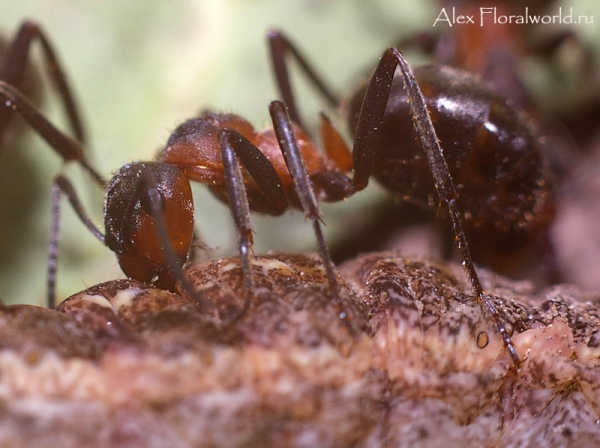 Муравьи напали на гусеницу
Ключевые слова: муравьи гусеница фото 