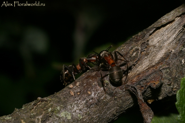 Муравьи
Ключевые слова: муравьи фото