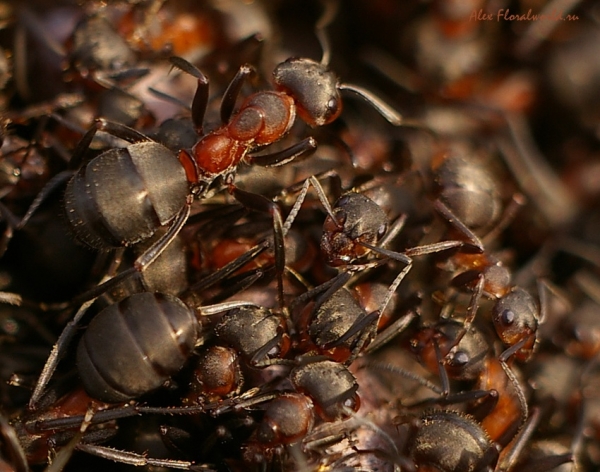 Муравьи греются
Ключевые слова: муравьи муравей муравейник