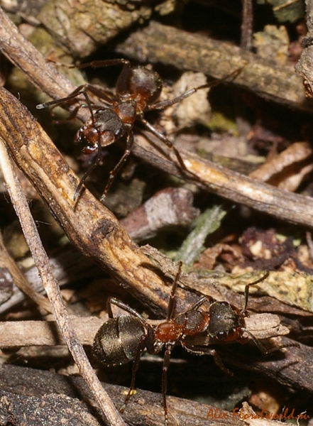 Муравьи
Ключевые слова: муравьи муравей муравейник
