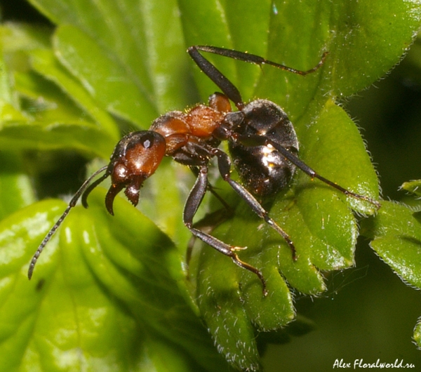 Муравей в позе угрозы
Смысл этой позы в том, что муравей выставляет вперед заднюю часть тела. Если угроза будет нарастать, муравей выстрелит во врага муравьиной кислотой.
Ключевые слова: муравей угроза муравьиная кислота