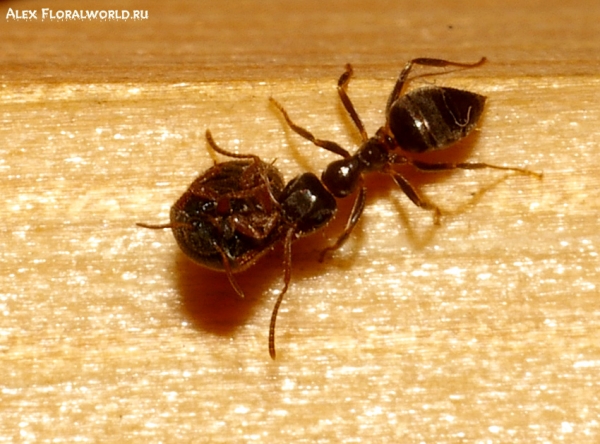 Муравей с добычей
Ключевые слова: муравей фото макро
