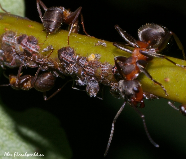 Муравьи на груше среди стада медянницы (родича тли)
Ключевые слова: муравей охрана тля медянница