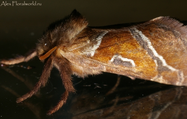 Ночная бабочка
Ключевые слова: ночная бабочка фото макро