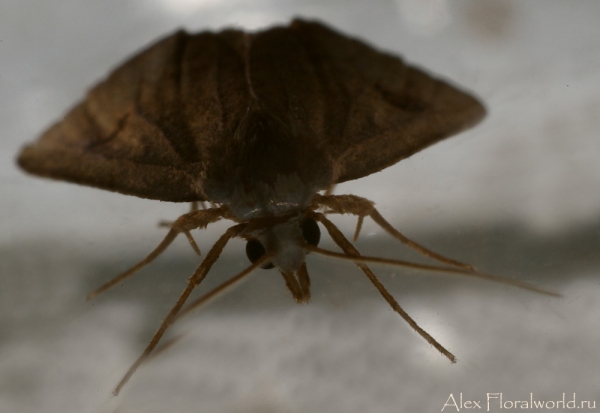 Ночная бабочка
Ключевые слова: ночная бабочка фото макро