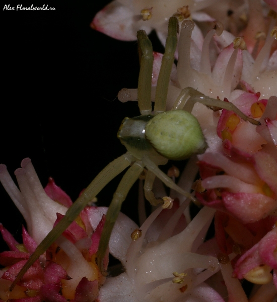 паучок на цветах роджерсии
Ключевые слова: паук паучок цветок соцветие роджерсия
