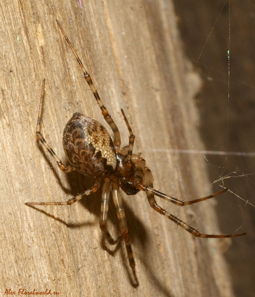 Паук с паутинкой.
Такие пауки часто селятся в домах, плетя паутинку по углам.
Ключевые слова: паук паутина 