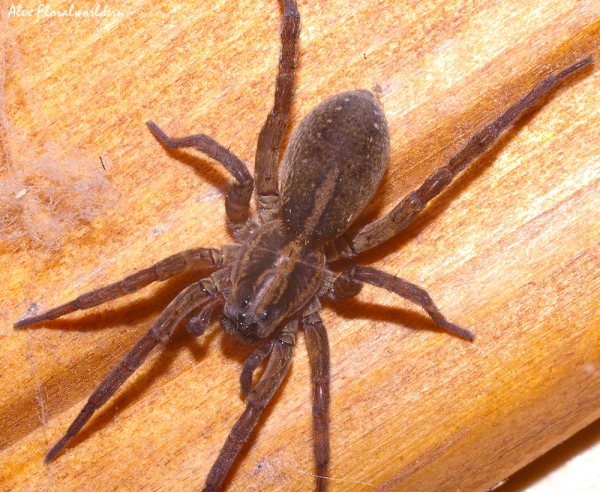 Большой домашний паук. Домашние пауки. Большой коричневый паук в доме. Серый паук. Паук коричневый домашний.