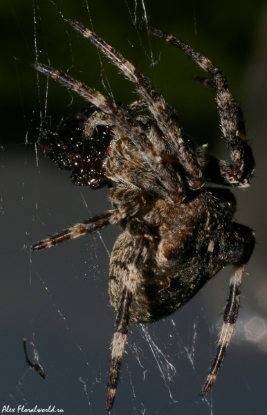 Паук кушает. 
Этот крупный паук плетет круговую паутину. 
Ключевые слова: паук паутина еда кушает