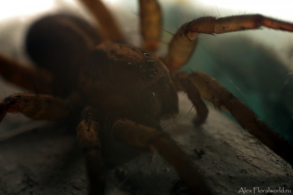 Паук, наземный активный хищник
Ключевые слова: паук фото макро