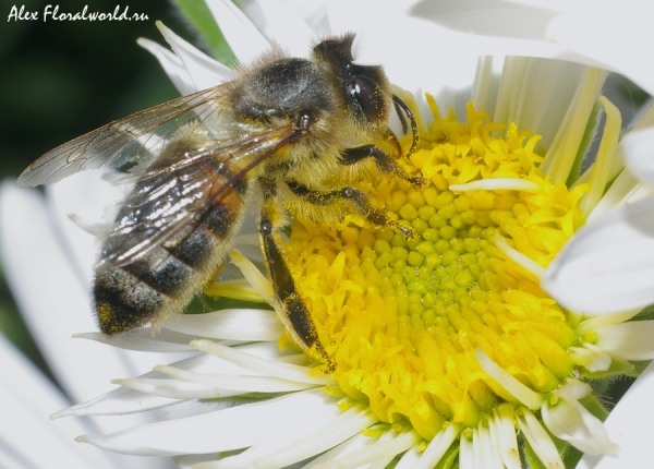 Пчела на цветке многолетней астры. 
Ключевые слова: пчела хоботок цветок астра