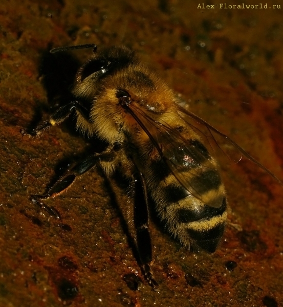 Пчелка на водопое
Ключевые слова: пчела пьет вода