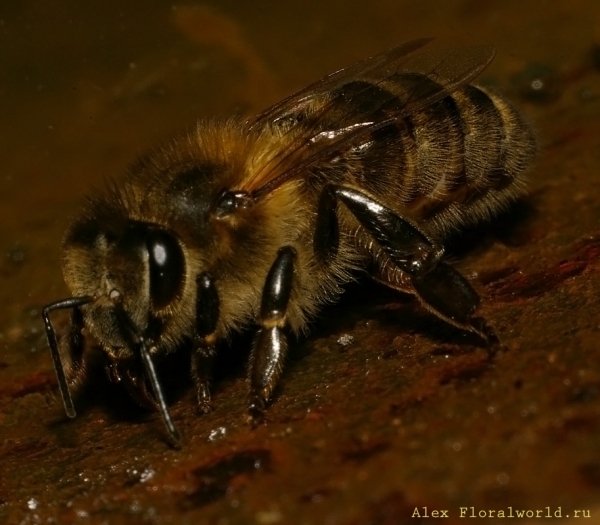 Пчелка на водопое
Ключевые слова: пчела пьет вода