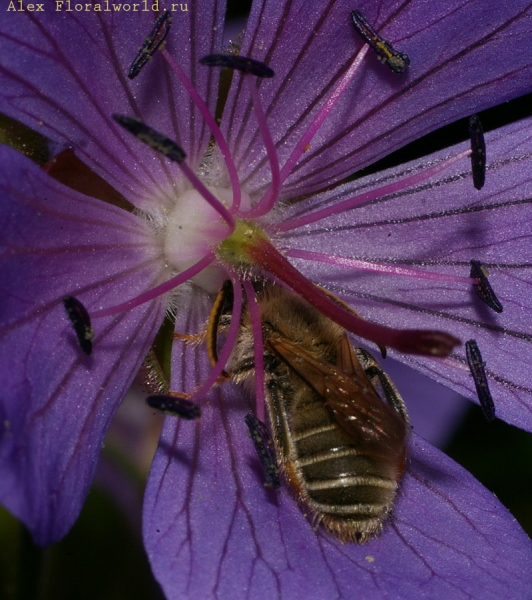 Пчелка спит в цветке садовой герани
Ключевые слова: пчела спит ночь садовая герань
