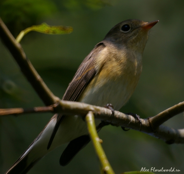 Пеночка, видимо Пеночка-трещетка (Phylloscopus sibilatrix)
Ключевые слова: Пеночка Пеночка-трещетка Phylloscopus sibilatrix