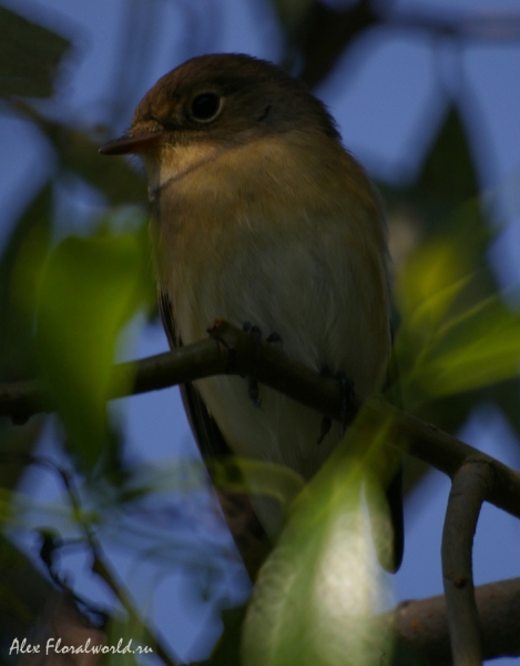 Пеночка, видимо Пеночка-трещетка (Phylloscopus sibilatrix)
Ключевые слова: Пеночка Пеночка-трещетка Phylloscopus sibilatrix