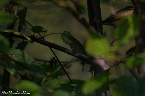 Пеночка-теньковка, или пеночка-кузнечик (Phylloscopus collybita)
Ключевые слова: Пеночка теньковка пеночка-кузнечик Phylloscopus collybita