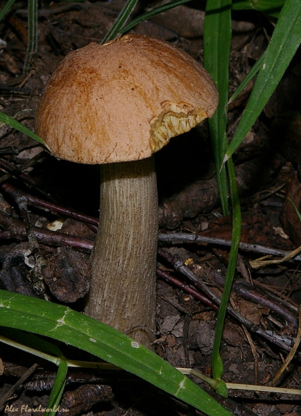 Молодой подберезовик
Ключевые слова: подберезовик молодой гриб лес 