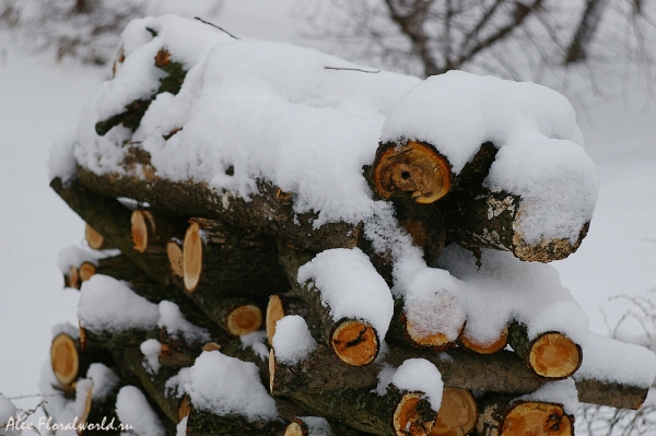 Поленница дров, ноябрь
Ключевые слова: дрова поленница снег
