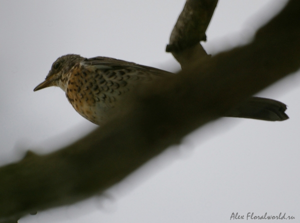 Дрозд-рябинник (Turdus pilaris) на ветле
Ключевые слова: Дрозд рябинник Turdus pilaris