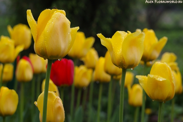 Тюльпаны после дождя
Ключевые слова: тюльпан весна дождь