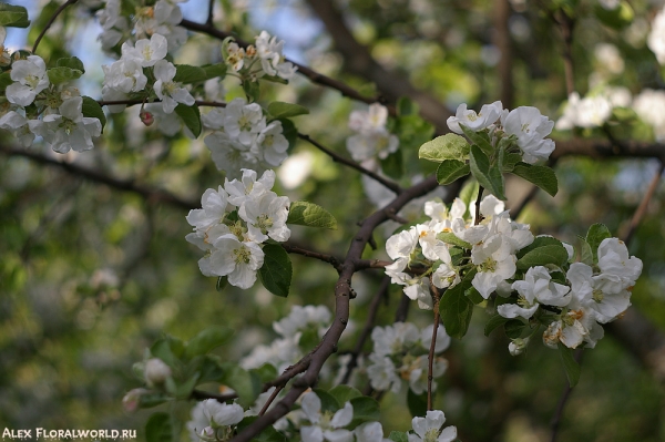 Цветы яблони сорта Антоновка
Ключевые слова: цветет яблоня сорт антоновка