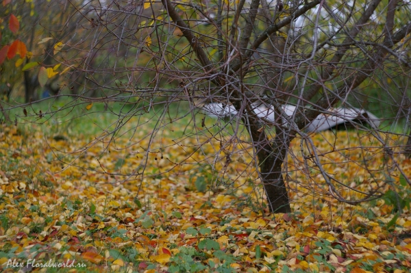 Опавшие листья груши и вишни
Ключевые слова: груша вишня лист осень