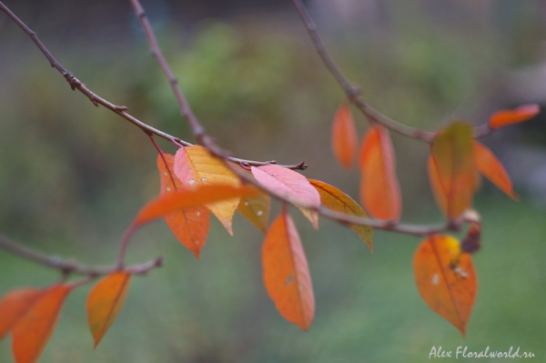 Листья вишни сорта Владимировка в осеннем убранстве
Ключевые слова: вишня лист листья осень