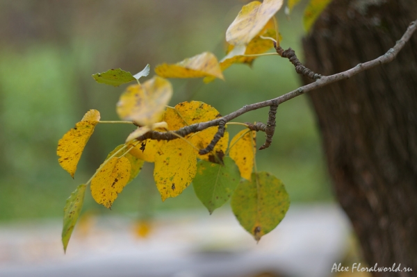 Веточка груши 
Ключевые слова: груша ветка лист листья осень