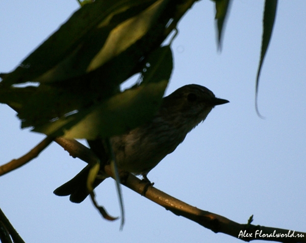 Серая мухоловка (Muscicapa striata)
Ключевые слова: Серая мухоловка Muscicapa striata