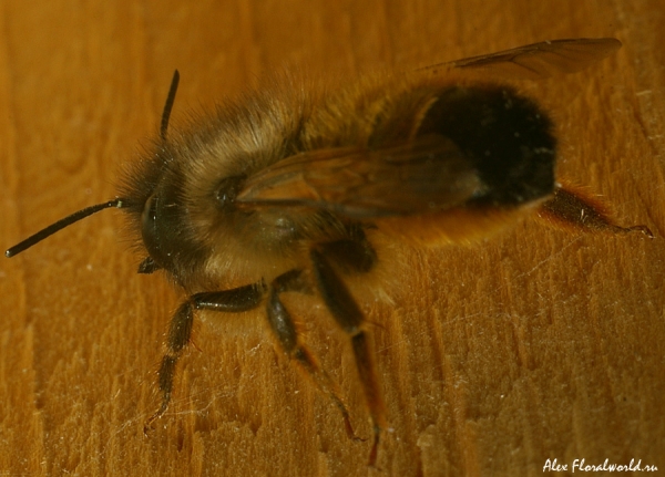 Маленький шмелик
Такие шмелики обитают в маленьких норках, в стенах и в земле.
Ключевые слова: шмелик пчелка 